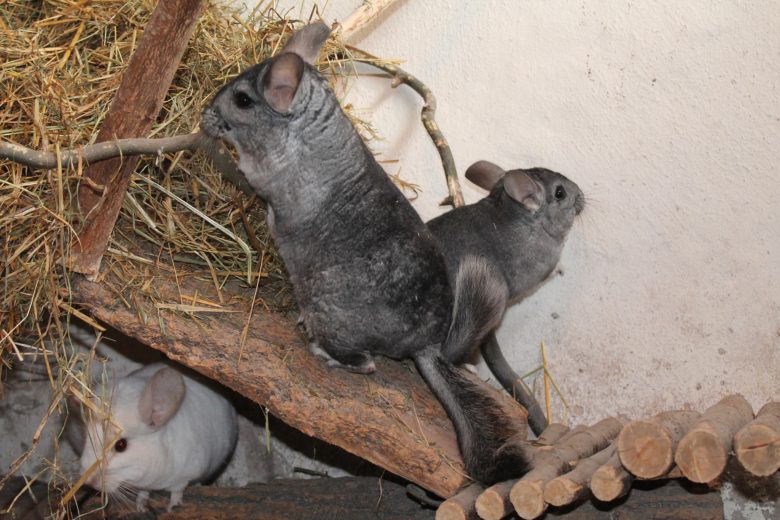 Chinchillas artgerecht halten - Tuolu Magazin Chinchilla 01 780x520