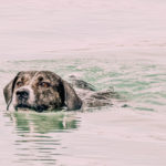 Hund Tierrettung Hochwasser wie kann ich helfen