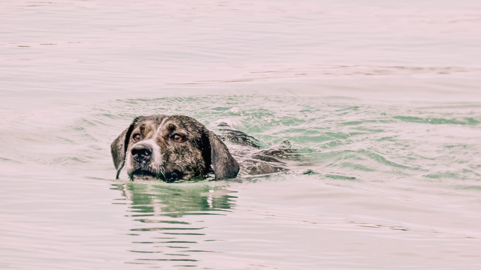 Hund Tierrettung Hochwasser wie kann ich helfen