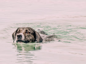 Hund Tierrettung Hochwasser wie kann ich helfen