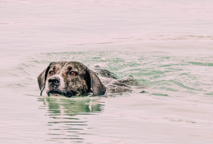Hund Tierrettung Hochwasser wie kann ich helfen